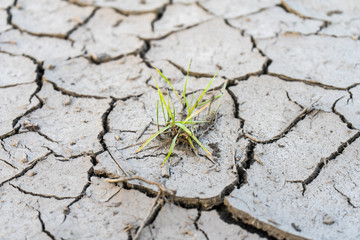 Obraz premium The soil cracked from the drought and the scorching sun.