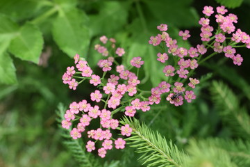 Różowy krwawnik © Anna