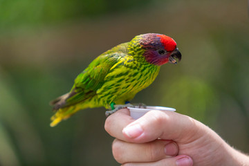 Bird