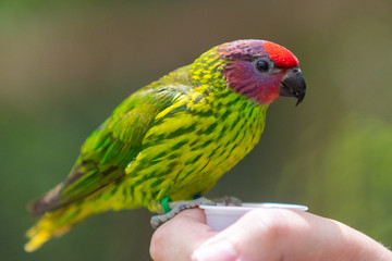 Fototapeta premium Bird