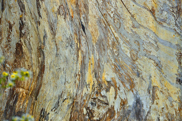 Pattern on massive wood trunk