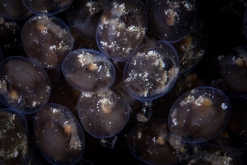 Developing Embryos of Marble-Mouthed Frogfish in Indonesia