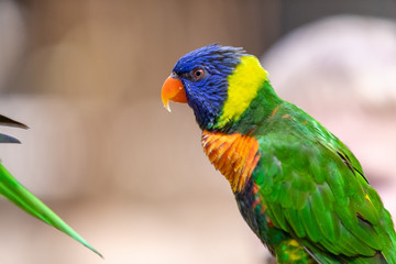Fototapeta premium Bird