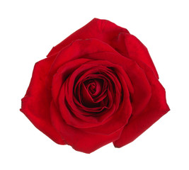 Fototapeta premium beautiful red rose isolated on white background