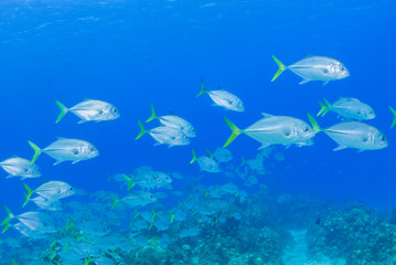 Fototapeta na wymiar A school of jacks swimming through the warm tropical water of the Caribbean sea. These silver fish enjoy hanging out together for protection against predators