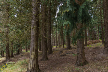 Lower trunks of a pine trees in a dark forest at the Basque Country, Spain