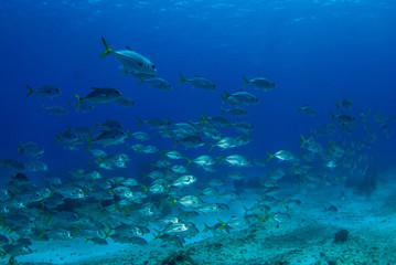 A school of jacks swimming through the warm tropical water of the Caribbean sea. These silver fish enjoy hanging out together for protection against predators