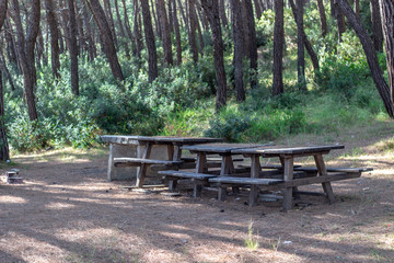 Wide shot of wooden picnic tables in forest with green background