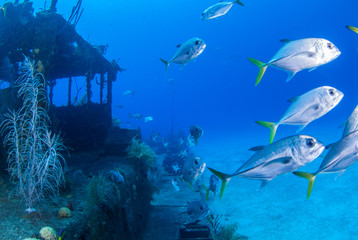 Fototapeta na wymiar A school of jacks swimming around the rusting remains of the Doc Poulson shipwreck. This popular scuba dive site is in the warm tropical water of Grand Cayman 