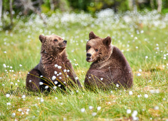 Naklejka premium Two young brown bears sitting in the middle of cottongrass flowers on a Finnish swamp in Eastern Finland on early summer evening