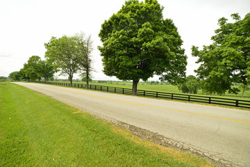 Fototapeta na wymiar Green grassy field on side of road in Kentucky along the bourbon trail