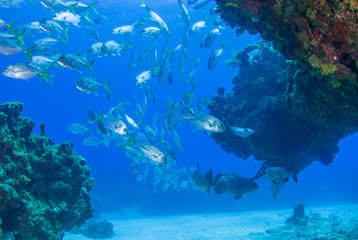 Caribbean reef fish. A goliath grouper can be seen in among a school of horse eyed jacks. The reef creatures are part of the delicate ecosystem that thrives in the underwater habitat