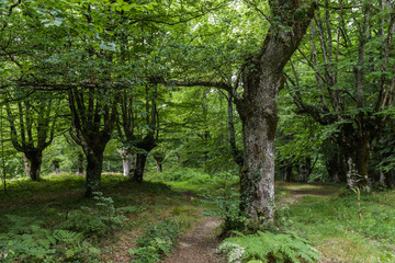 Entrance to a dense beech forest in a deep green scene at the Basque Country, Spain