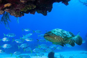 Caribbean reef fish. A goliath grouper can be seen in among a school of horse eyed jacks. The reef...