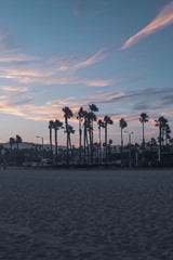 Obraz premium Palm trees
