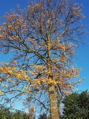 Young oak tree with autumn foliage in golden light against a blue sky