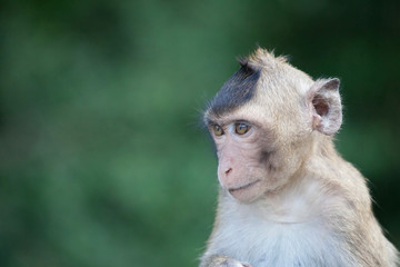 可愛いサル