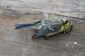 Dead bird (Blue tit) background in nature