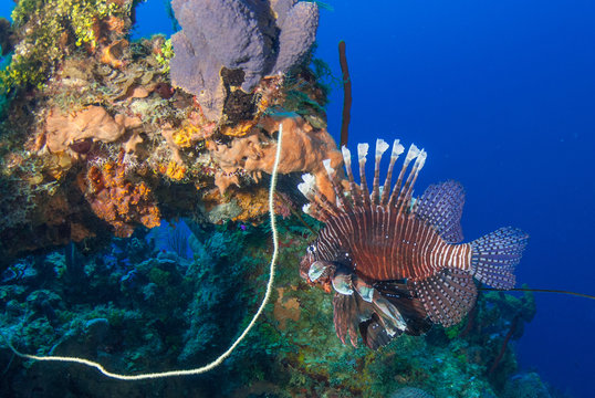 An Invasive Red Lionfish Can Be Seen Surveying The Reef For Food. This Unwanted Predator Causes Damage To The Environment By Eating Fish Stocks