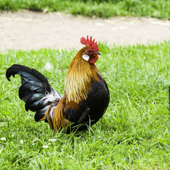 Rooster 