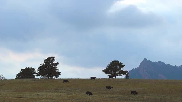 Cattle grazing in a public field in Boulder, Colorado