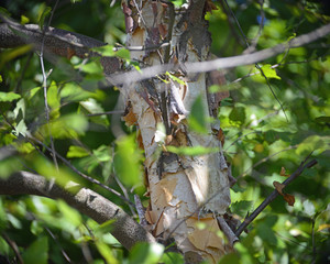Peeling bark on birch tree