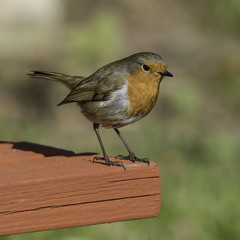 Robin 