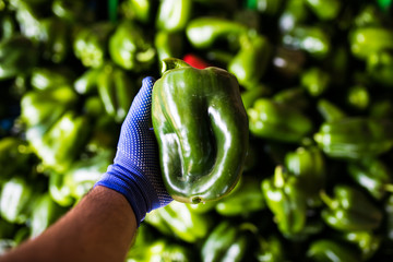 One green pepper in hands. Boxes with big green peppers harvets at greenhouse before sale at market