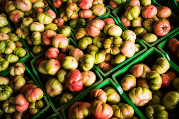 Fresh healthy big tomatoes being stocked in plastic boxes at greenhause colected for sale at market