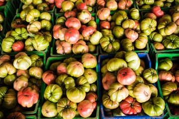 Freshly harvested tomatoes harvest colected for on farm market. Big tomatoes on the farm market. Tomatoes in boxes