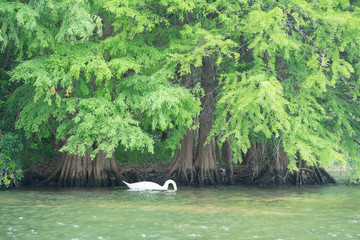 swan on a lake with trees - 215577511