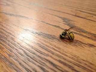 dead bee on wooden table - 215577549