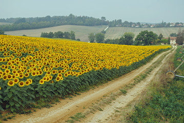 Field of blooming sunflowers, dirt road leading to farmhouse