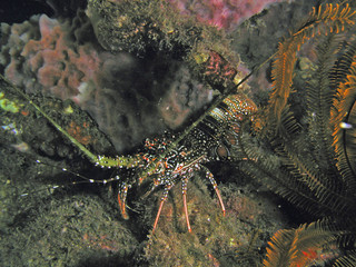 Scuba diving for spiny lobster in 80 ft of water