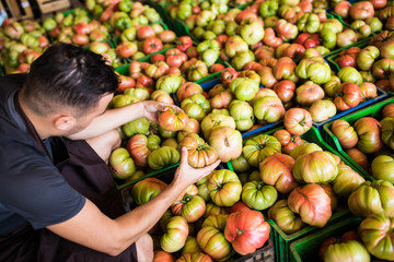 Fototapeta premium Happy young man worker farmer sort tomatoes in a greenhouse and prepare for sale at market