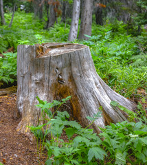 Dead tree stump in the forest off trail