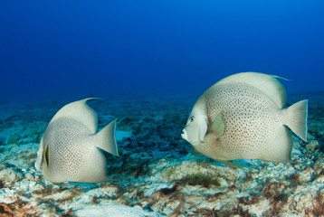 Naklejka na ściany i meble A pair of French angelfish survey the sandy areas around a tropical coral reef in the Caribbean. these graceful creatures live in habitat provided by the reef