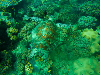 Corals with Turtle in Australia