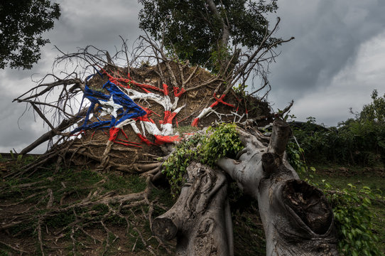 Fallen tree from Hurricane in San Juan