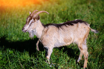 white goat grazing on a green meadow on a sunny day