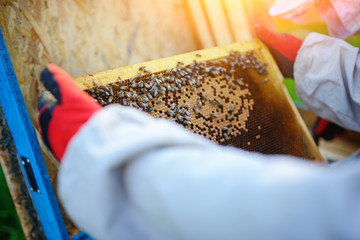 The beekeeper takes the frame with honeycomb from the hive