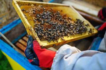 The beekeeper takes the frame with honeycomb from the hive