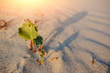 Green shoot in the desert - conceptual photo for growth in adverse conditions