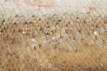 Close-up of a fish scales © Dmitri Stalnuhhin