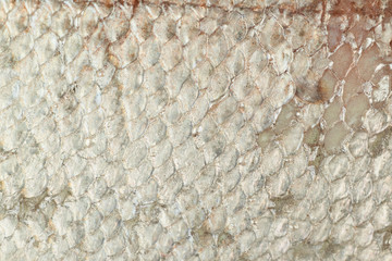 Close-up of a fish scales © Dmitri Stalnuhhin