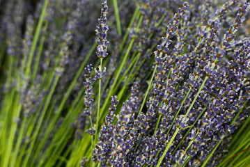 Lavender forming an overall pattern 