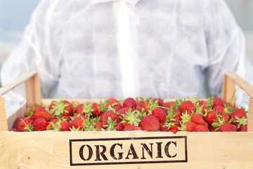 So fresh and natural. Organic fresh strawberries. 