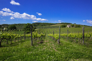 Fototapeta na wymiar Tuscan vineyards. View of wine field and grape in Italy. Sunny day.