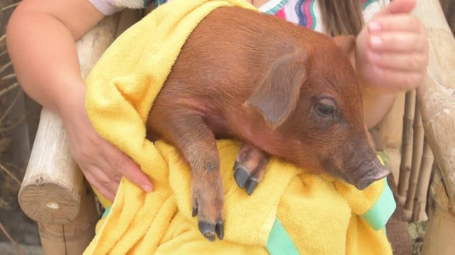 Farmer's daughter is holding on his knees pretty red pig of Duroc breed covered in yellow towel and soothes him by stroking his hand. Symbol 2019 New Year, love of peace, respect for nature