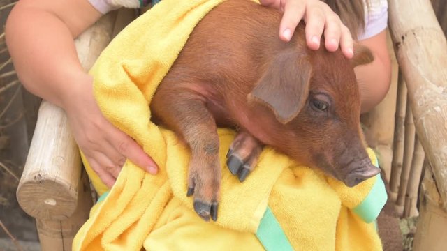 Farmer's daughter is holding on his knees pretty red pig of Duroc breed covered in yellow towel and soothes him by stroking his hand. Symbol 2019 New Year, love of peace, respect for nature